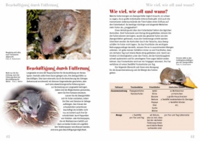 Preview: Zwergschläfer